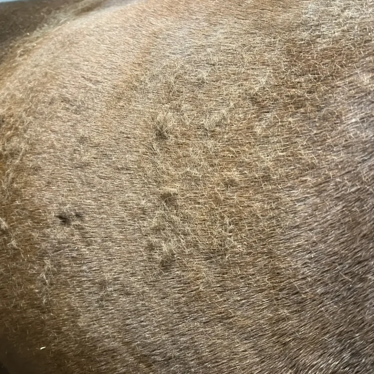 Nahaufnahme des haarenden Pferdefells