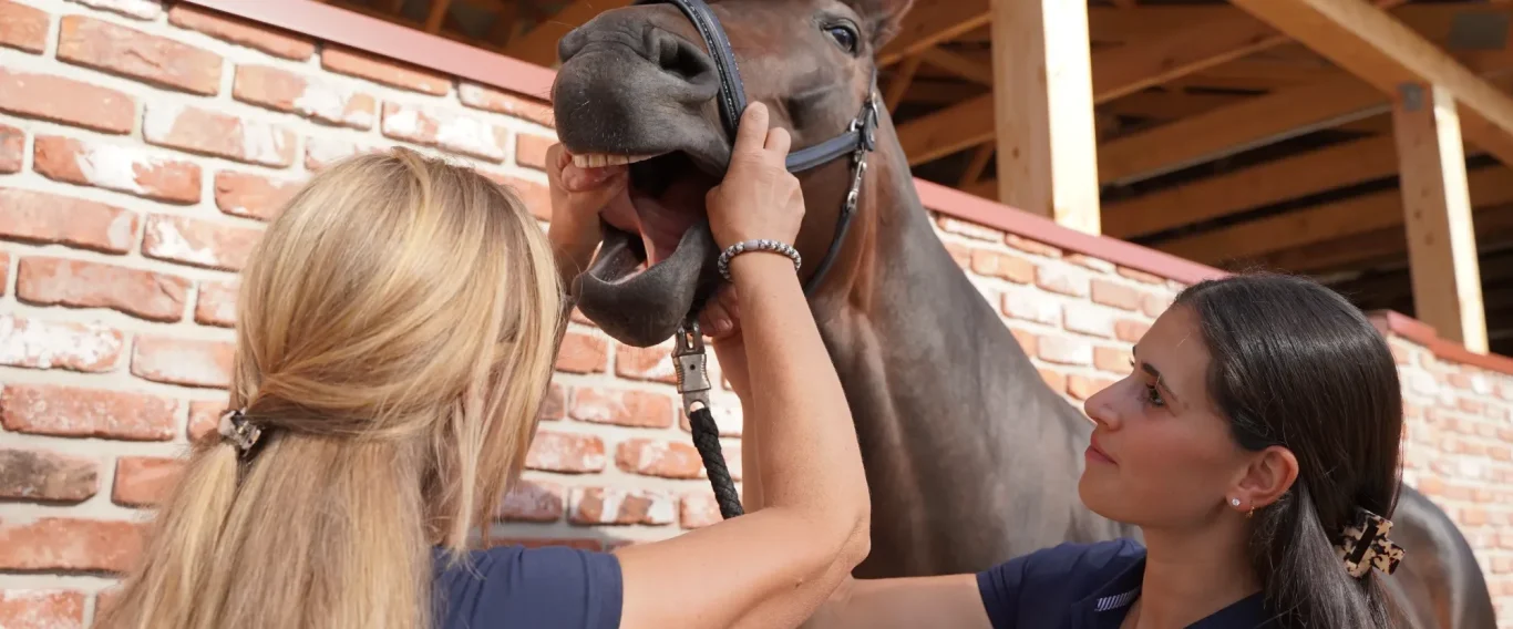 Untersuchung am Pferd Zwei Frauen untersuchen das Maul eines Pferdes in einem Stall.