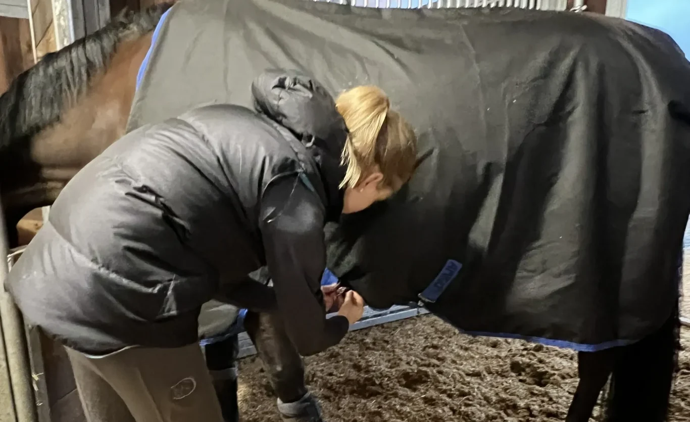 Eine Person befestigt eine Decke an einem Pferd in einem Stall.