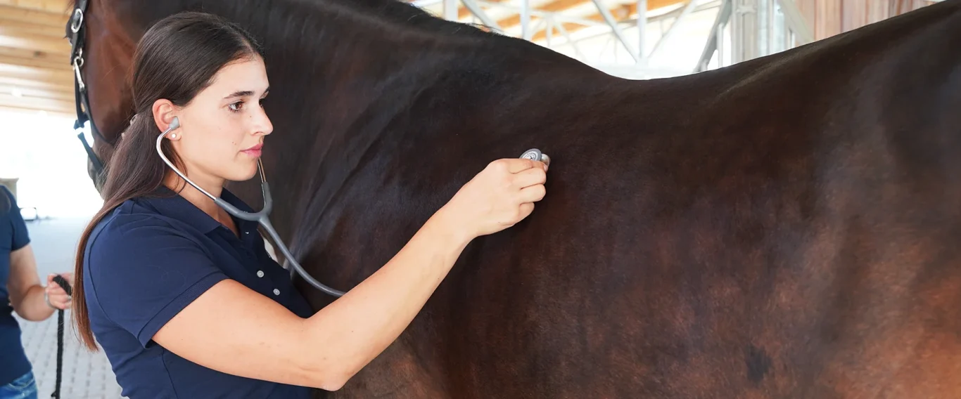 Eine Tierärztin untersucht ein Pferd mit einem Stethoskop.